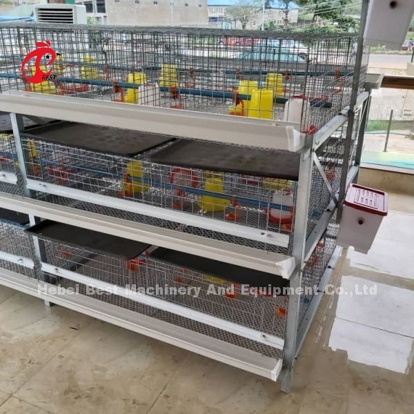 A en H type Broiler Batterij Kipenkist Voor 45 dagen Broilers Emily