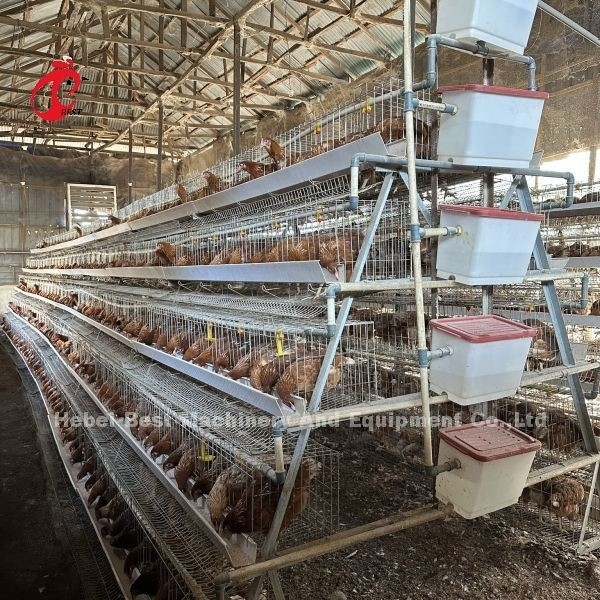 160 vogels capaciteit kippenkooi 4 tier met video installatie voorzien kippenkooien emily wang