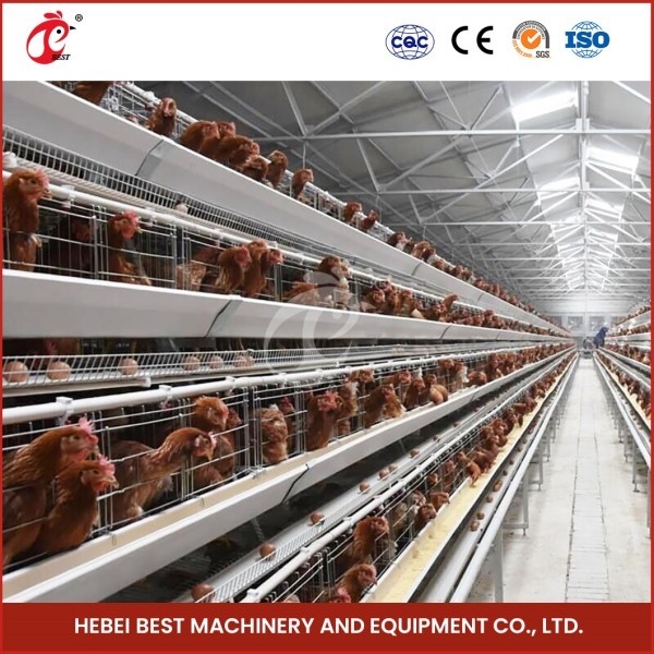 Cage Mesh H-type Broiler Kipencage met ventilatie voor gezonde vogels