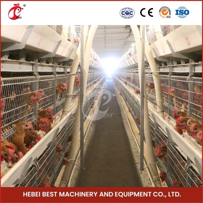 12 cellen A type broiler kippenkooi met 3 niveaus