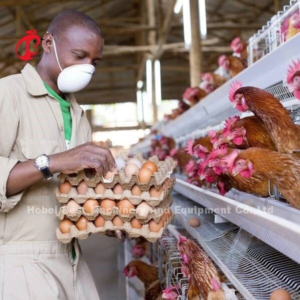 4 vogels/cel warm gedompeld gegalvaniseerd batterij kooi systeem voor laag Farm Star