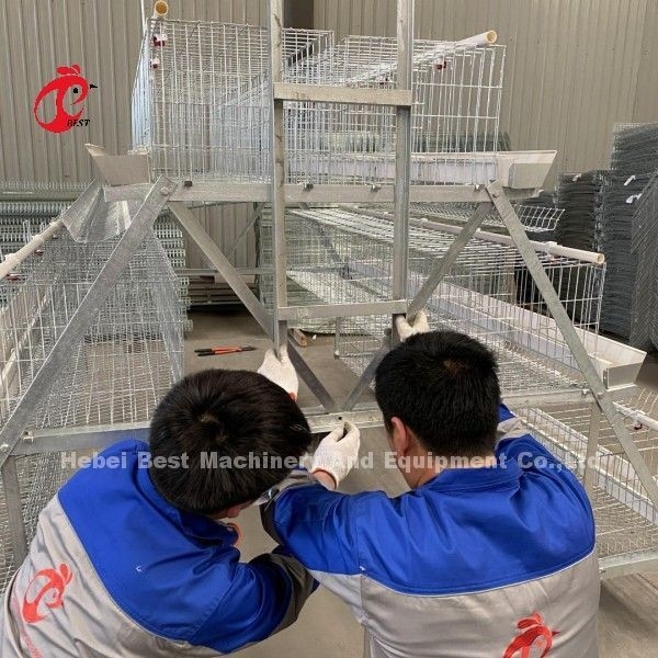 Witte voedingsbak kippenkooi warm gedompeld gegalvaniseerd automatische accu kooi voor 34000 vogels laag boerderij Doris