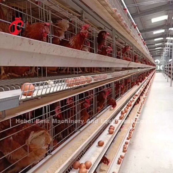 Nieuw ontwerp H-type automatisch kippenkooi systeem 96-200 vogels capaciteit voor pluimveehouderij Emily Wang