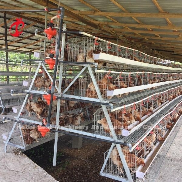 3 Tier 120 Vogels En 4 Tier 160 Vogelslaag Batterij Cage System Voor Oeganda Tanzania Vogelveehouderij Sandy