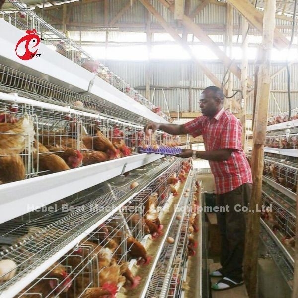 Layer 3 of 4 Tier batterij kooi systeem voor 500-1000 vogels Iris
