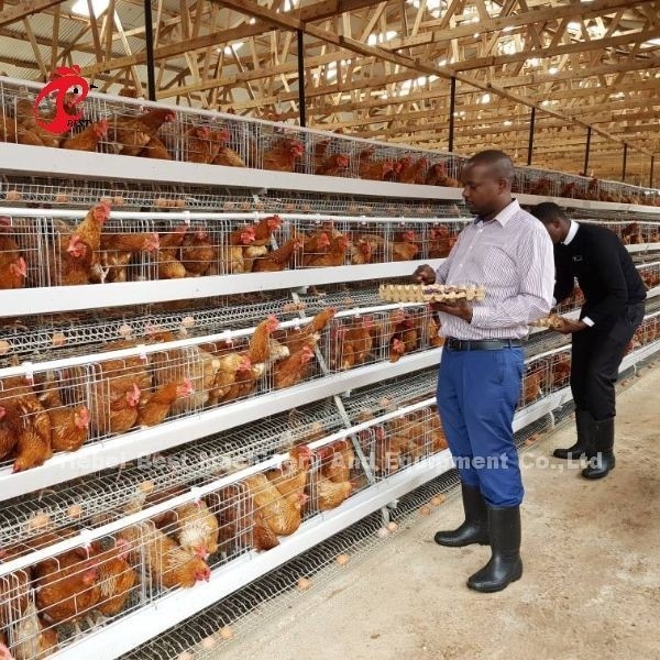 Een uitgebreid kooiensysteem voor pluimveehouderij met automatische borstels en installatie-instrumenten