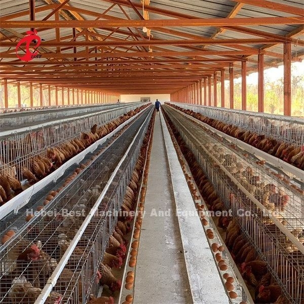 Van de de Pluimveehouderijkooi van Afrika Heet Verkopend Systeem 32 deuren voor Eierleggenvogels Emily