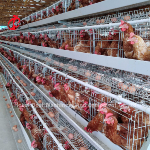 3 Tier pluimveehouderij kooi systeem met 2,8-3,5 mm kooi draad - Makkelijk te installeren Mia