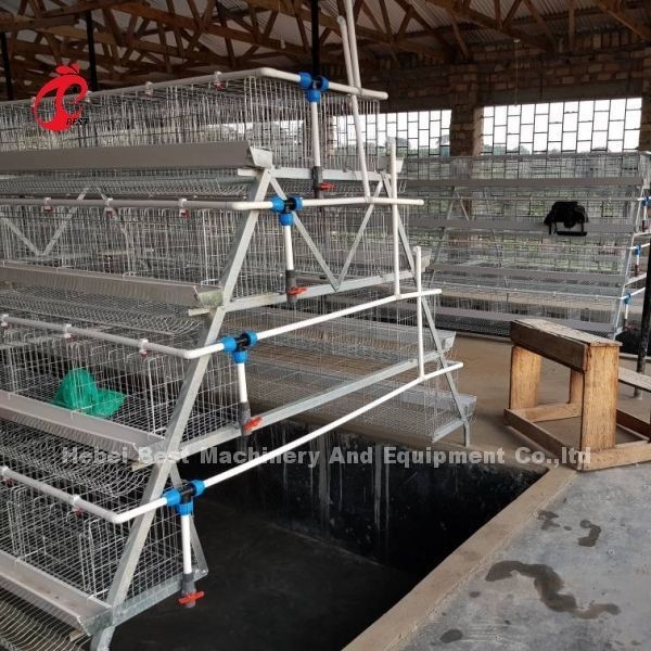 Van de het Eilaag van de pluimveehouderijkooi Systeem Gegalvaniseerde Kooi 40 deuren in Afrika Adela