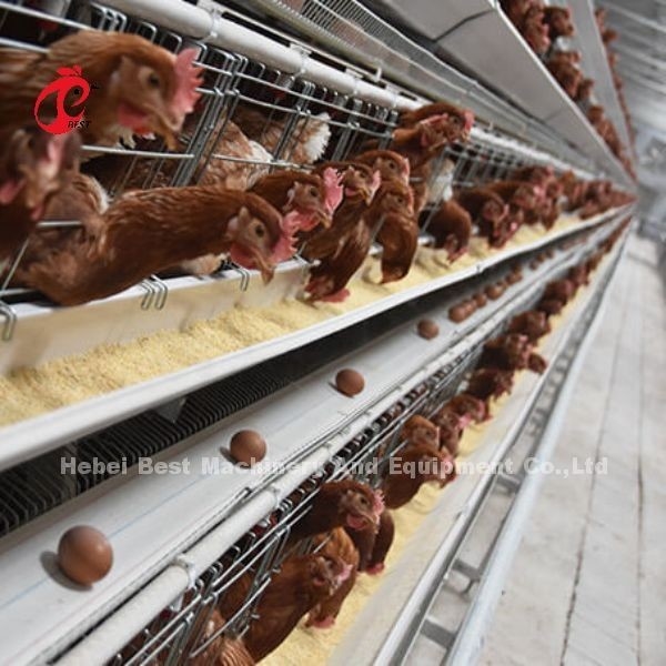 Goede Prijs Hete gegalvaniseerde Laag Systeema type van de de Landbouwkooi Verkoop Adela