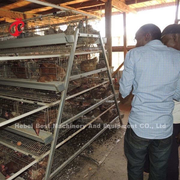 De in het groot Kooi van de het Gevogeltelaag van de Fabrieksprijs Q235, Batterijkooisysteem 256 Vogelsster