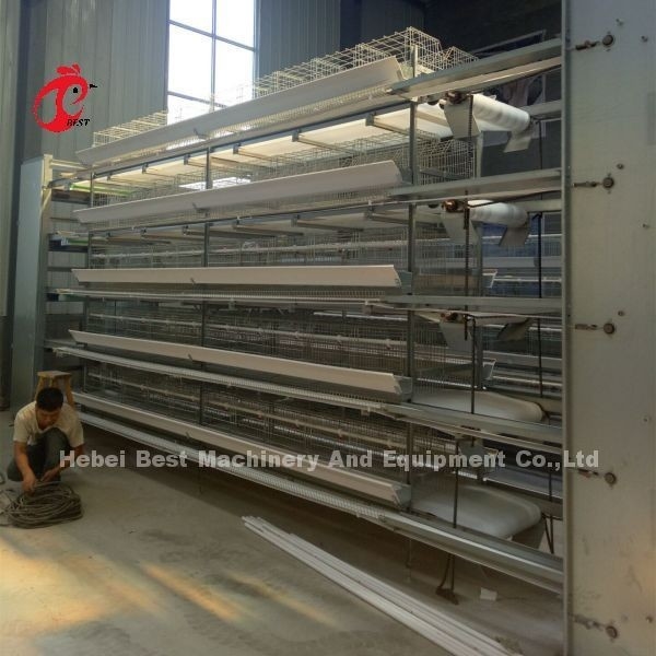 De volledige h-Type Automatische Batterijkooien 500 Vogels Adela van de Laagkip