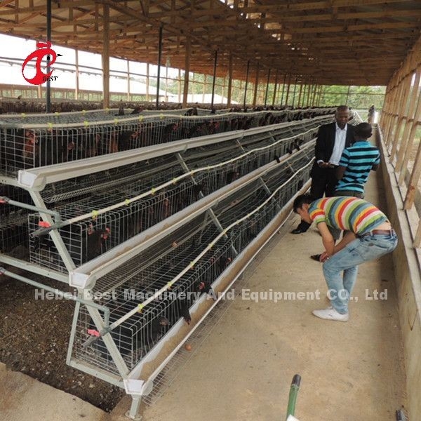 Een Type 3 de KippenBatterijkooien 120 van de Rijenlaag Vogels450cm2 Ster