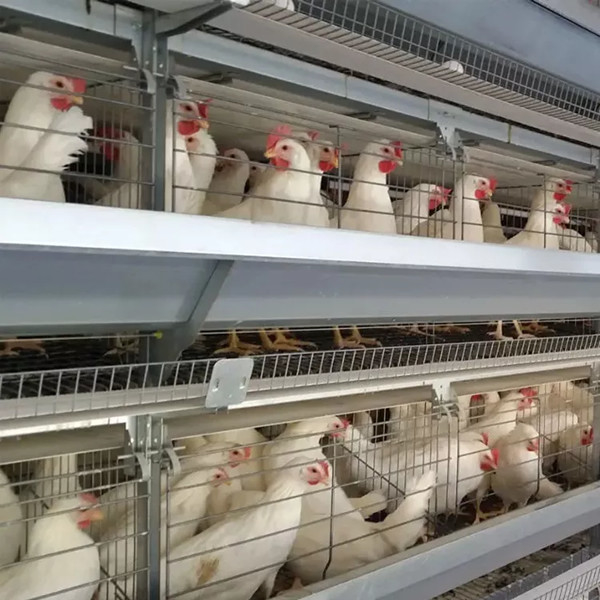 Huishoudelijke uitrusting voor pluimveehouderijen H-type batterij kippenkooi systeem voor broilers Mia