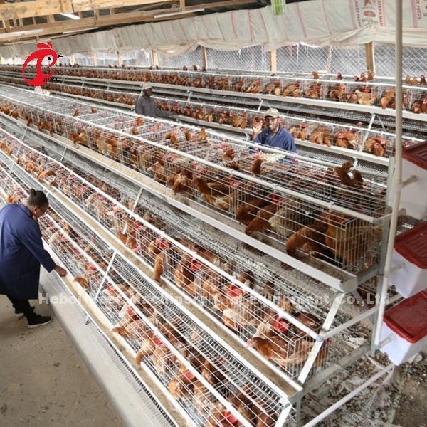 ISO-Batterijtype het Fokkenkooi, de kooi van de 3 rijkip voor de Iris van het Gevogeltelandbouwbedrijf
